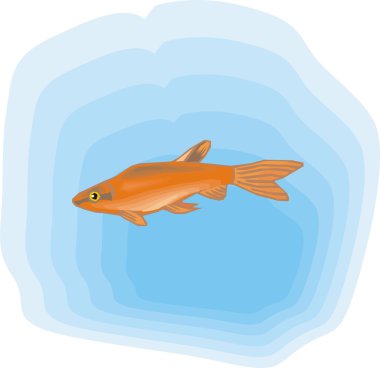 Beautiful Fish Vector On Background