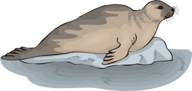 Vector illustration of a seal. clipart