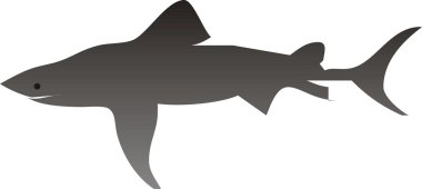 Shark Vector Illustration clipart