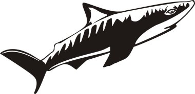 Shark Vector Illustration clipart