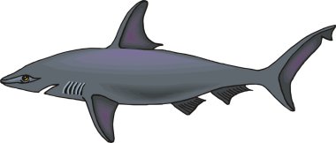 Shark Vector Illustration clipart