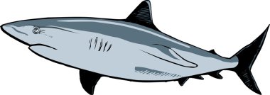 Shark Vector Illustration clipart