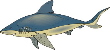 köpekbalığı vektör çizim