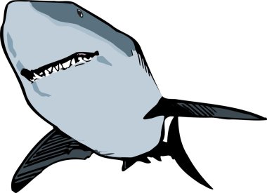 Shark Vector Illustration clipart