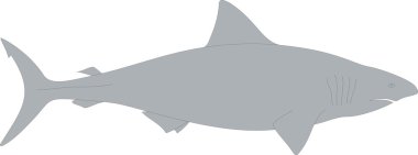 Shark Vector Illustration clipart