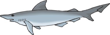 Shark Vector Illustration clipart