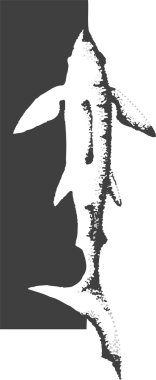 köpekbalığı vektör çizim