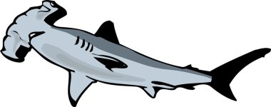 Shark Vector Illustration clipart