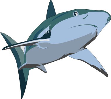 Shark Vector Illustration clipart