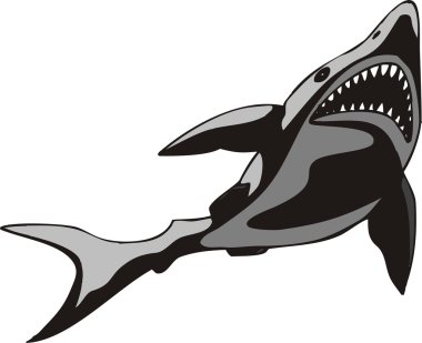 Shark Vector Illustration clipart