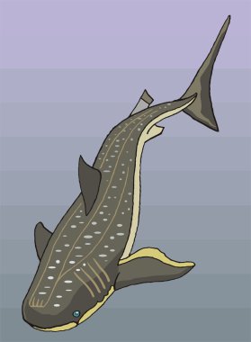 Shark Vector Illustration clipart