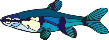 Beautiful Fish Vector On Background