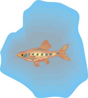 Beautiful Fish Vector On Background