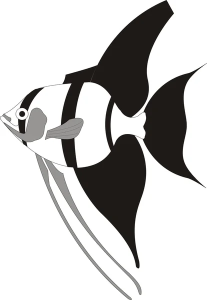 美丽的鱼矢量 — 图库矢量图片