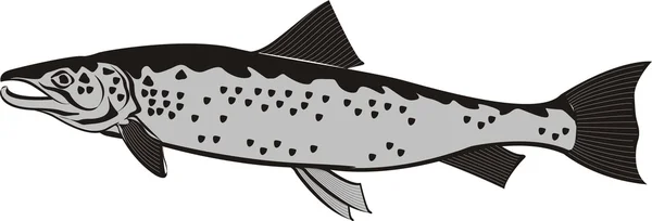 美しい魚ベクトル — ストックベクタ