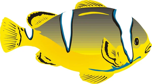 Kaunis kala vektori — vektorikuva
