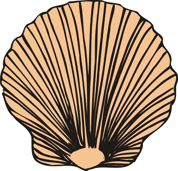 Vector conchas marinas — Archivo Imágenes Vectoriales