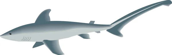 Ilustración de vectores de tiburón — Vector de stock