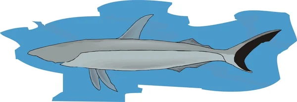 Ilustración de vectores de tiburón — Archivo Imágenes Vectoriales
