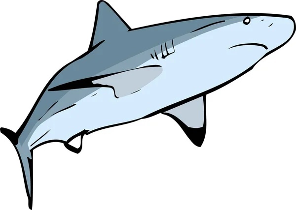 Shark Vector Illustration — Stock Vector