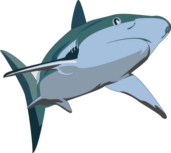Illustrazione vettoriale squalo — Vettoriale Stock