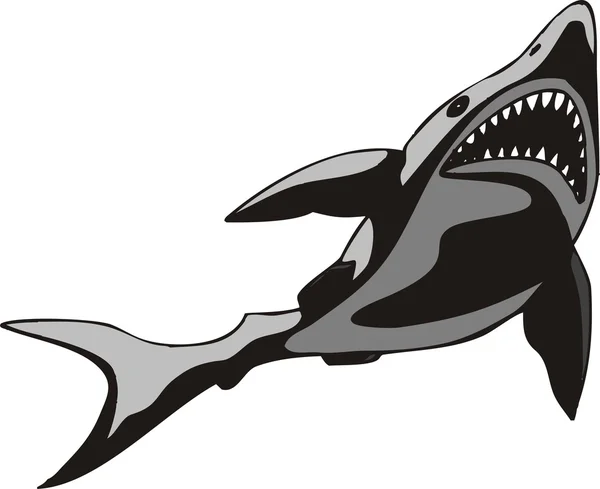 Ilustracja wektorowa rekin — Wektor stockowy
