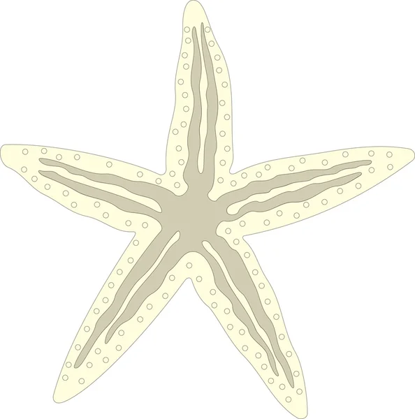 Ilustrasi vektor bintang laut - Stok Vektor
