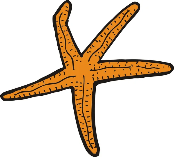 Vector starfish illustrations — Stock Vector