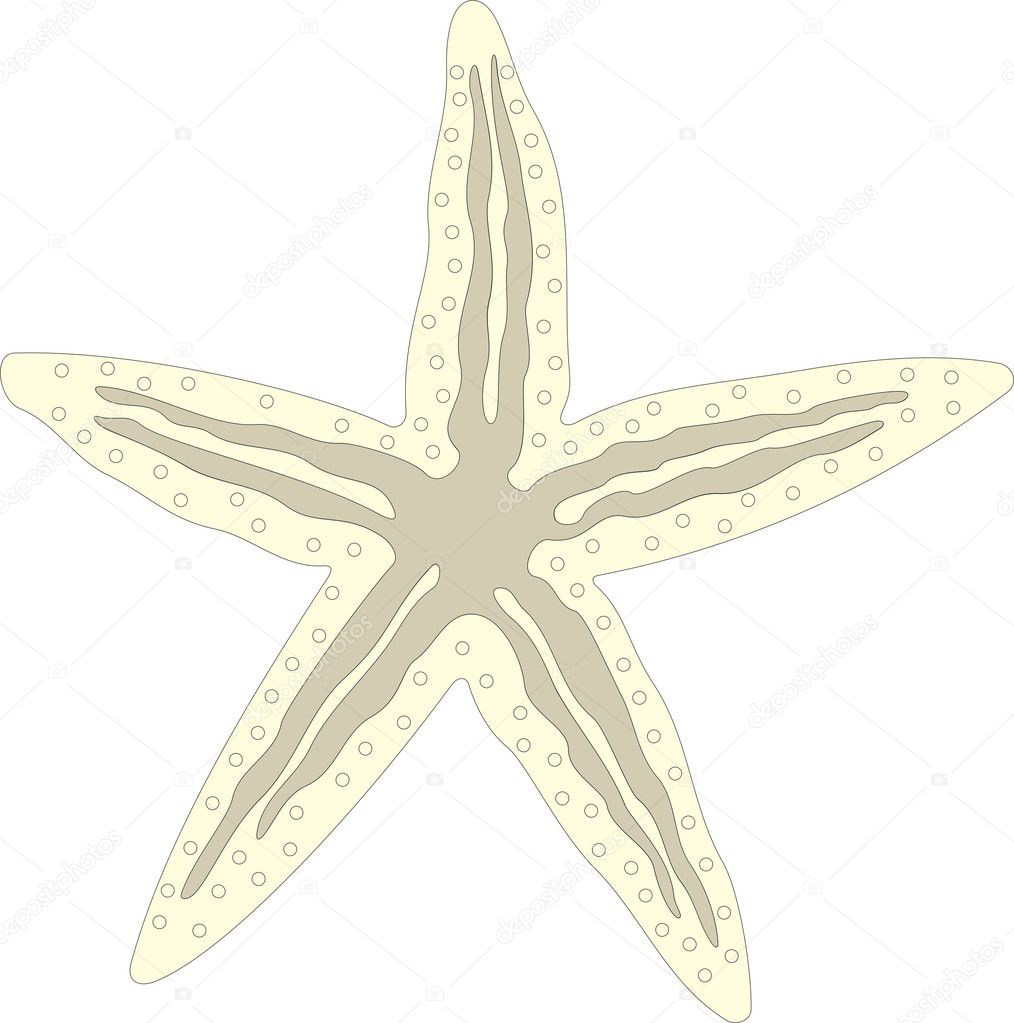Vector starfish illustrations
