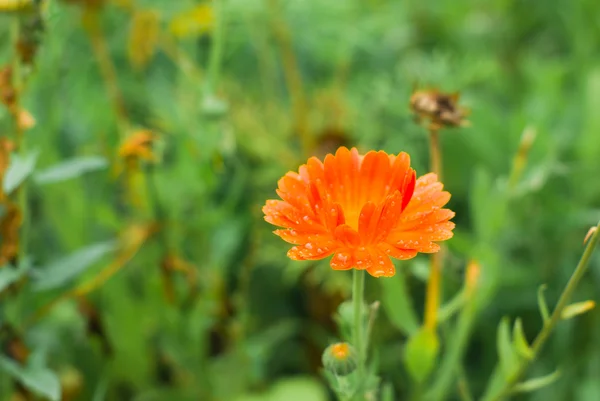 stock image A beautiful Calendula