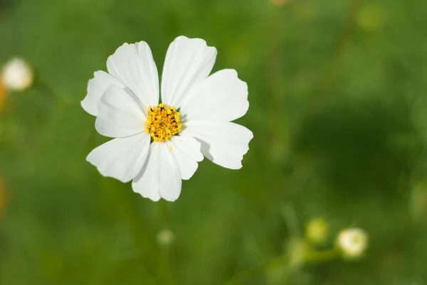 stock image Large white flower