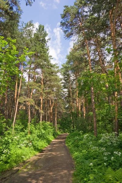 stock image Forest Runner