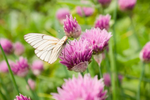 stock image Butterfly on a flower