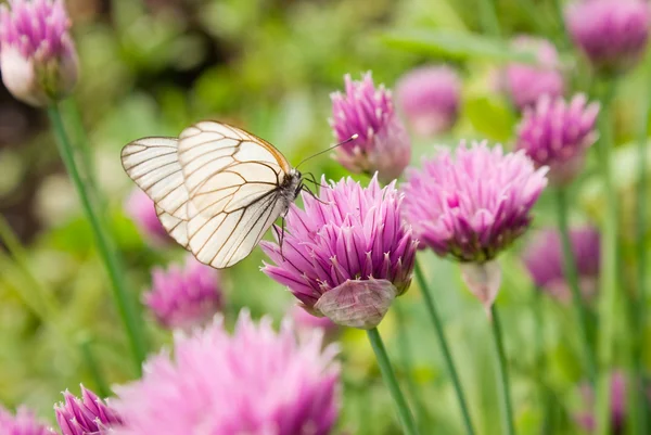 stock image Butterfly on a flower