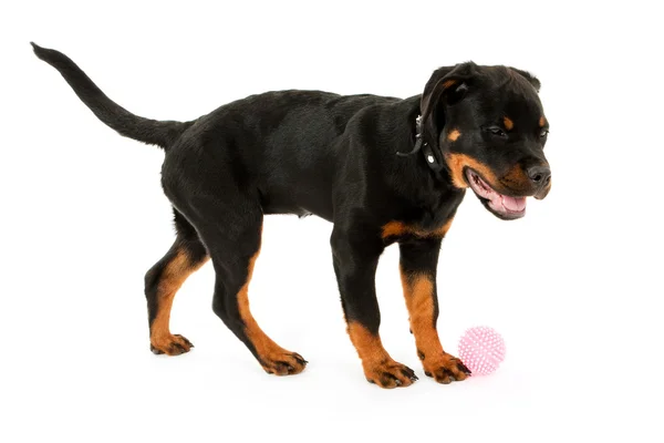 stock image Rottweiler puppy