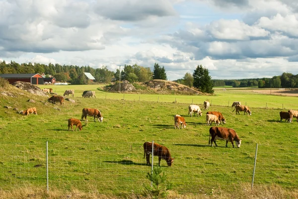 Vaches de pâturage — Photo