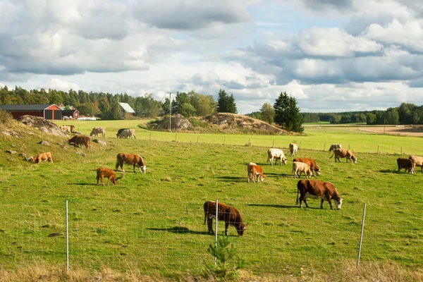 stock image Grazing cows