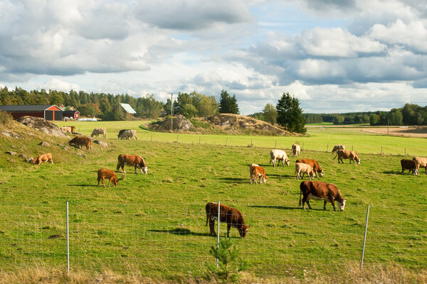 Grazing cows