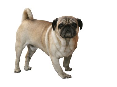 Pug Dog clipart