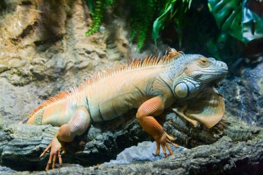 turuncu iguana