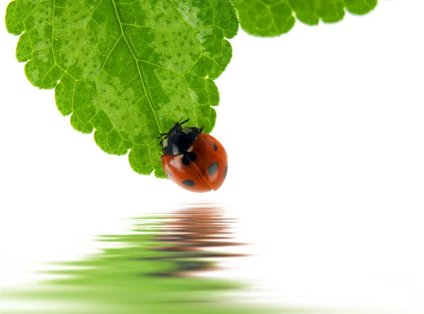 stock image Ladybug