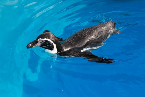 stock image Swimming penguin