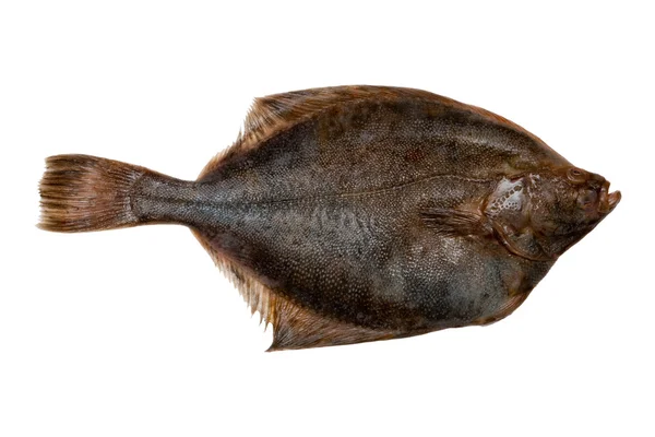 Rödspätta fisk — Stockfoto