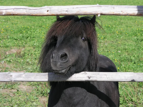 Pony — Stock Photo, Image