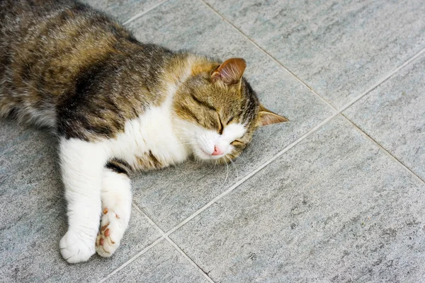 stock image Sleeping cat