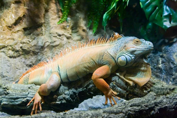 stock image Orange iguana