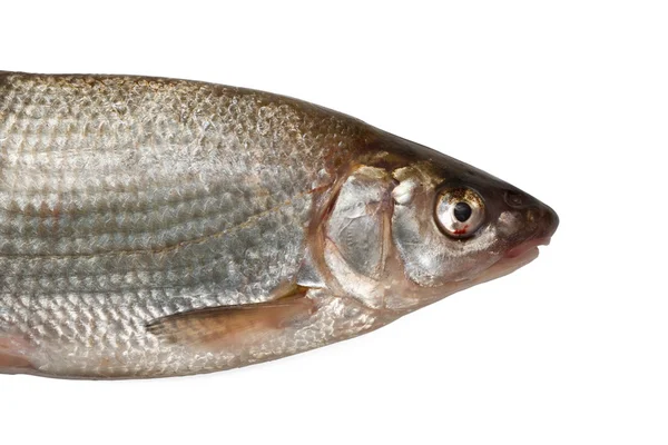 Nasi di pesce — Foto Stock