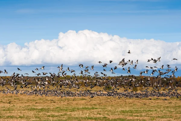 Flock of geese — Stock Photo, Image