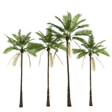 Palm tree isolated on white background clipart