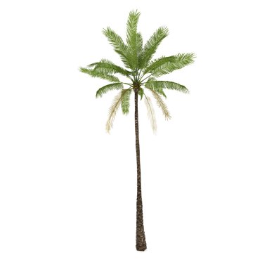 Palm tree isolated on white background clipart